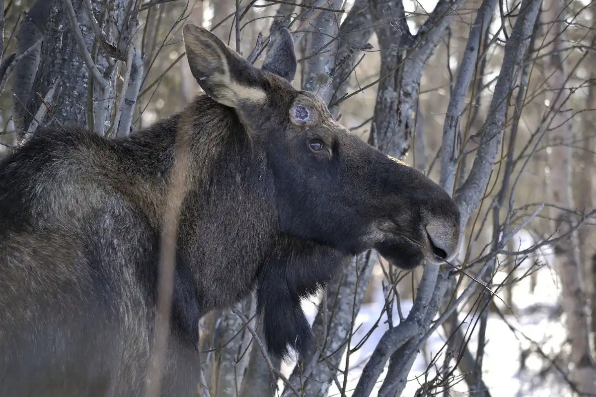 Moose next to road in winter in Alaska.