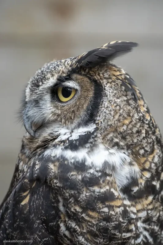 Wildlife pjhotography: owl in ALaska.