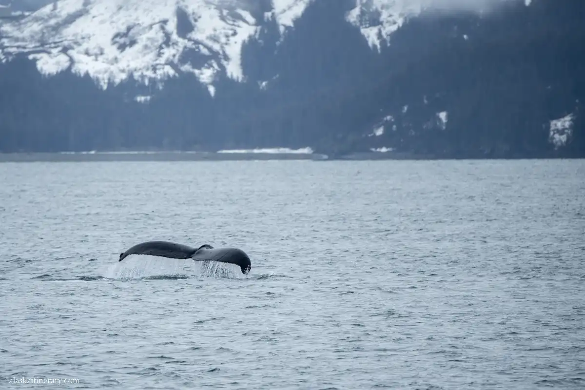 Whale watching on Alaska cruise.