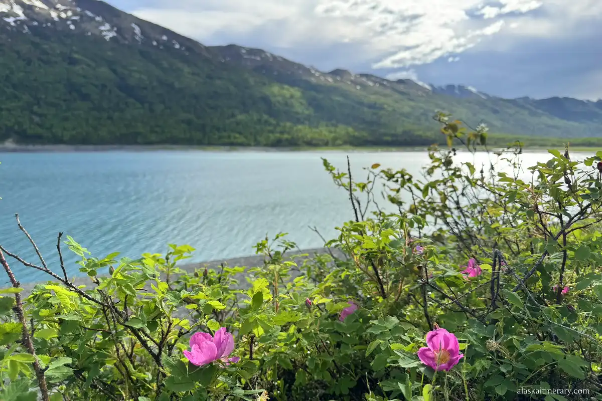 Wildflowers and mountains.