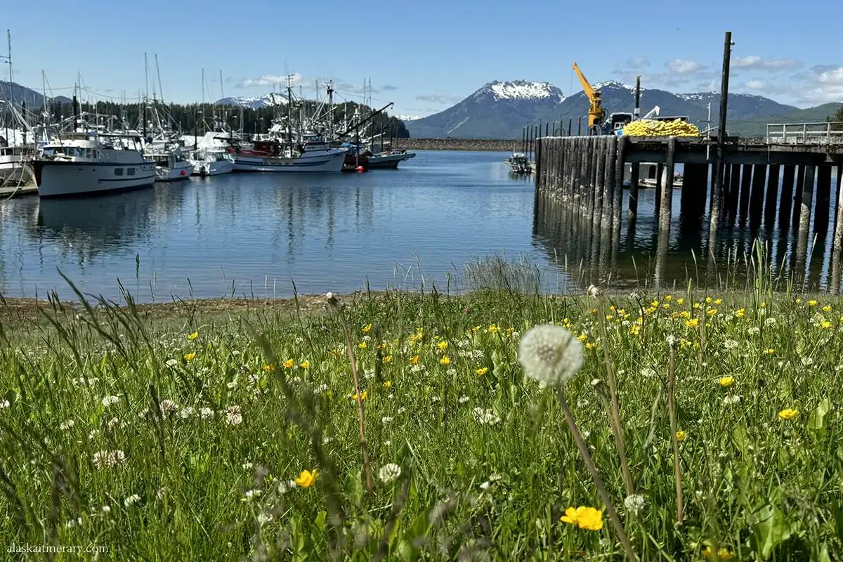 Alaska in June- wildflowers.