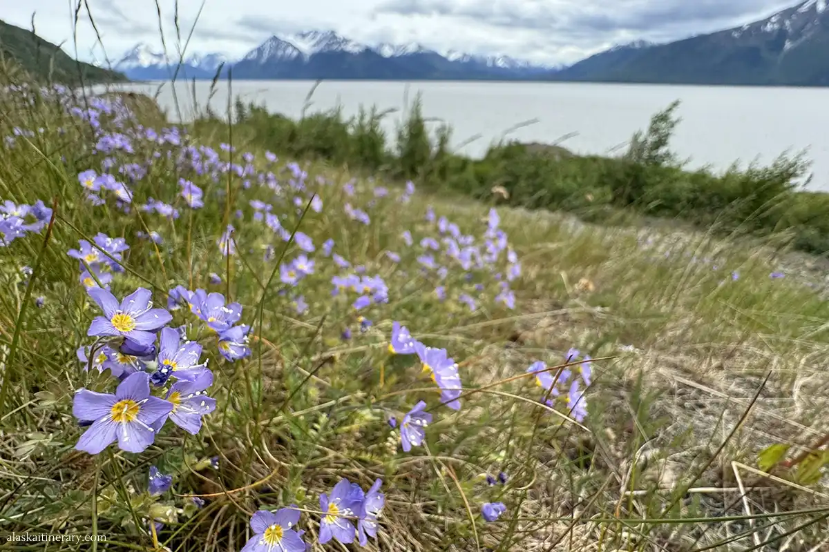 Wildlflowers in Alaska in June.