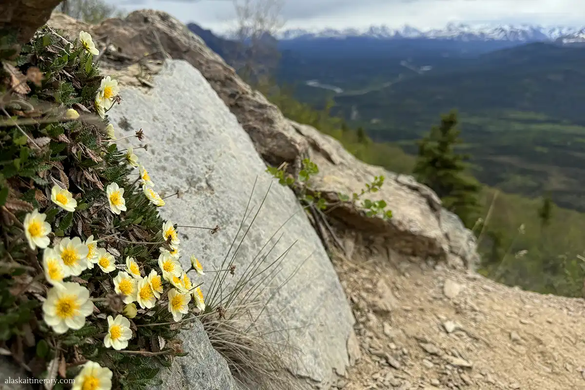 wildflowers on the Mount Healy trail.
