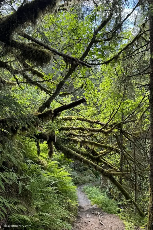 Rainforest in Juneau.
