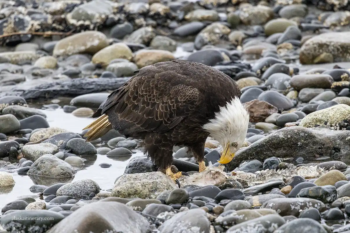 Bald eagle during boat tour in Katchemak Bay.