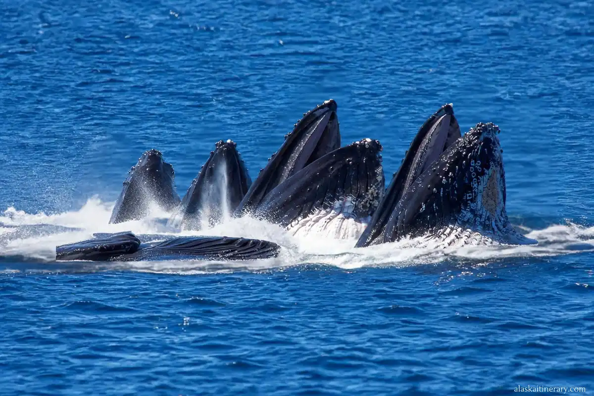 Whale-watching tour during Alaska cruise.