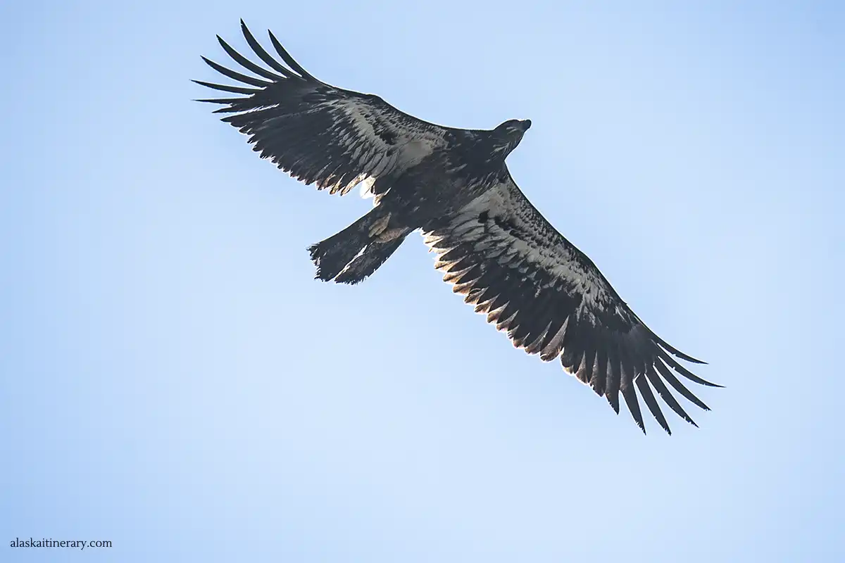 Bald eagle.