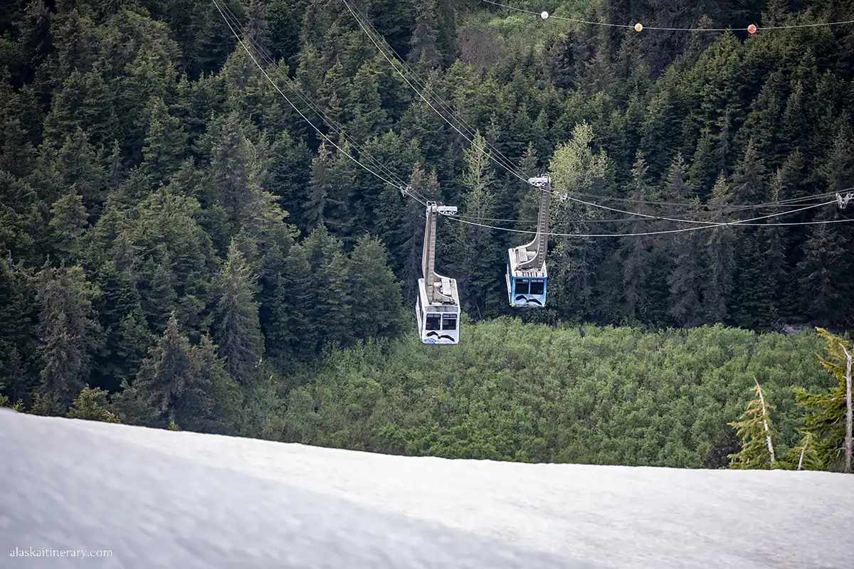 Trams with the trees as the backdrop.