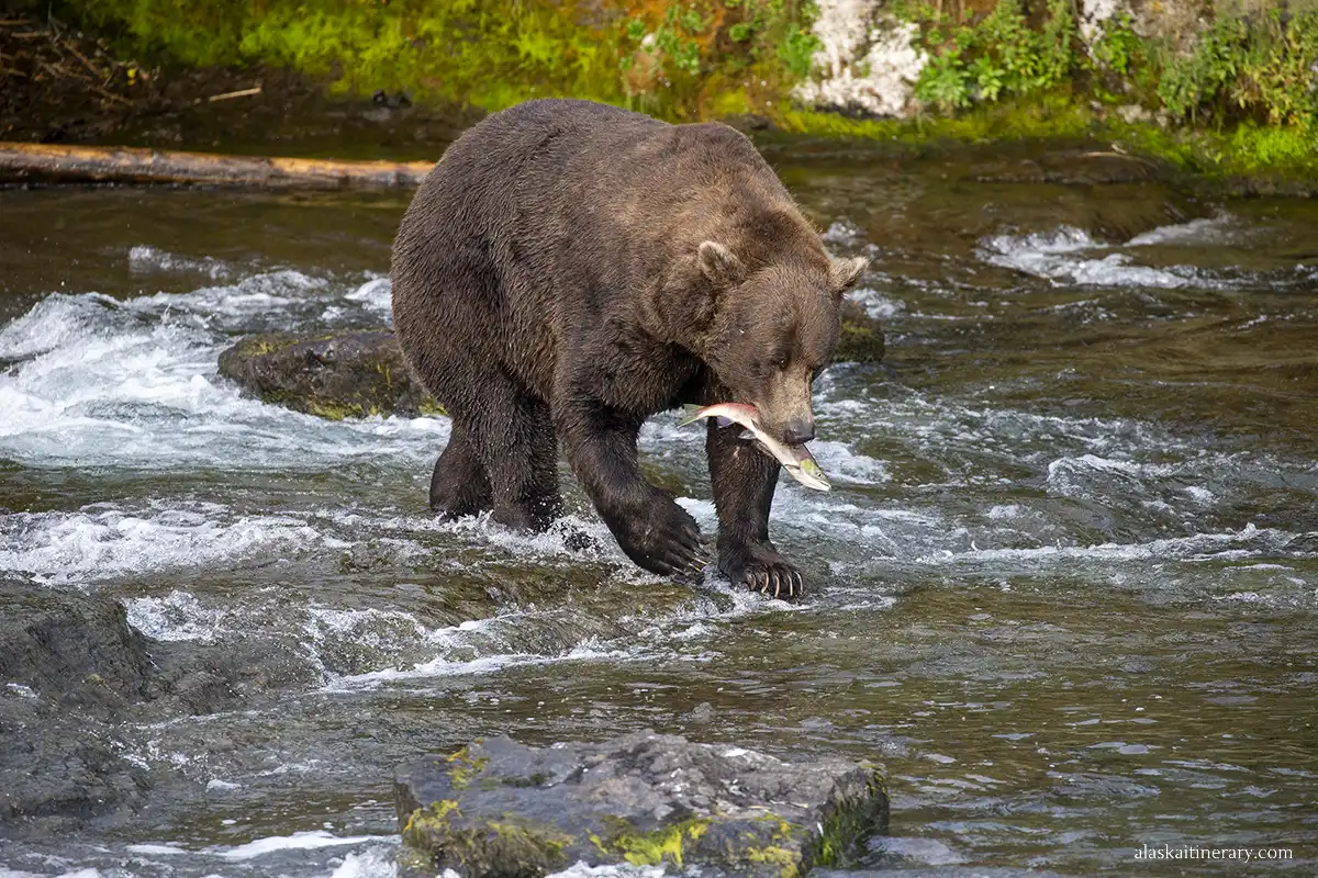 Brown bear in the river with a salmon in mouth.