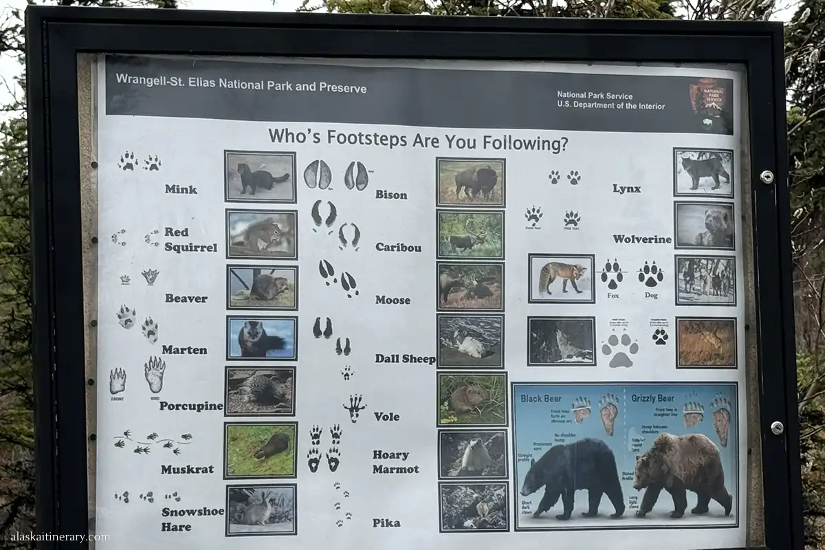 Information board on the trail in Wrangell St Elias National Park about different animal prints and how to recognize them.