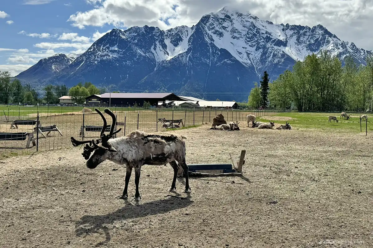 Reindeer farm in Palmer with mountain views in the backdrop.