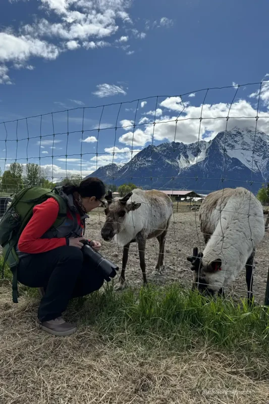 Agnes Stabinska, the author with reindeer at Williams Reindeer Farm in Palmer.