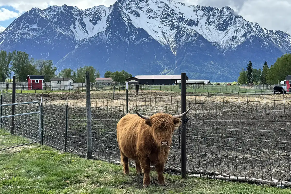 Cow at Reindeer Farm.
