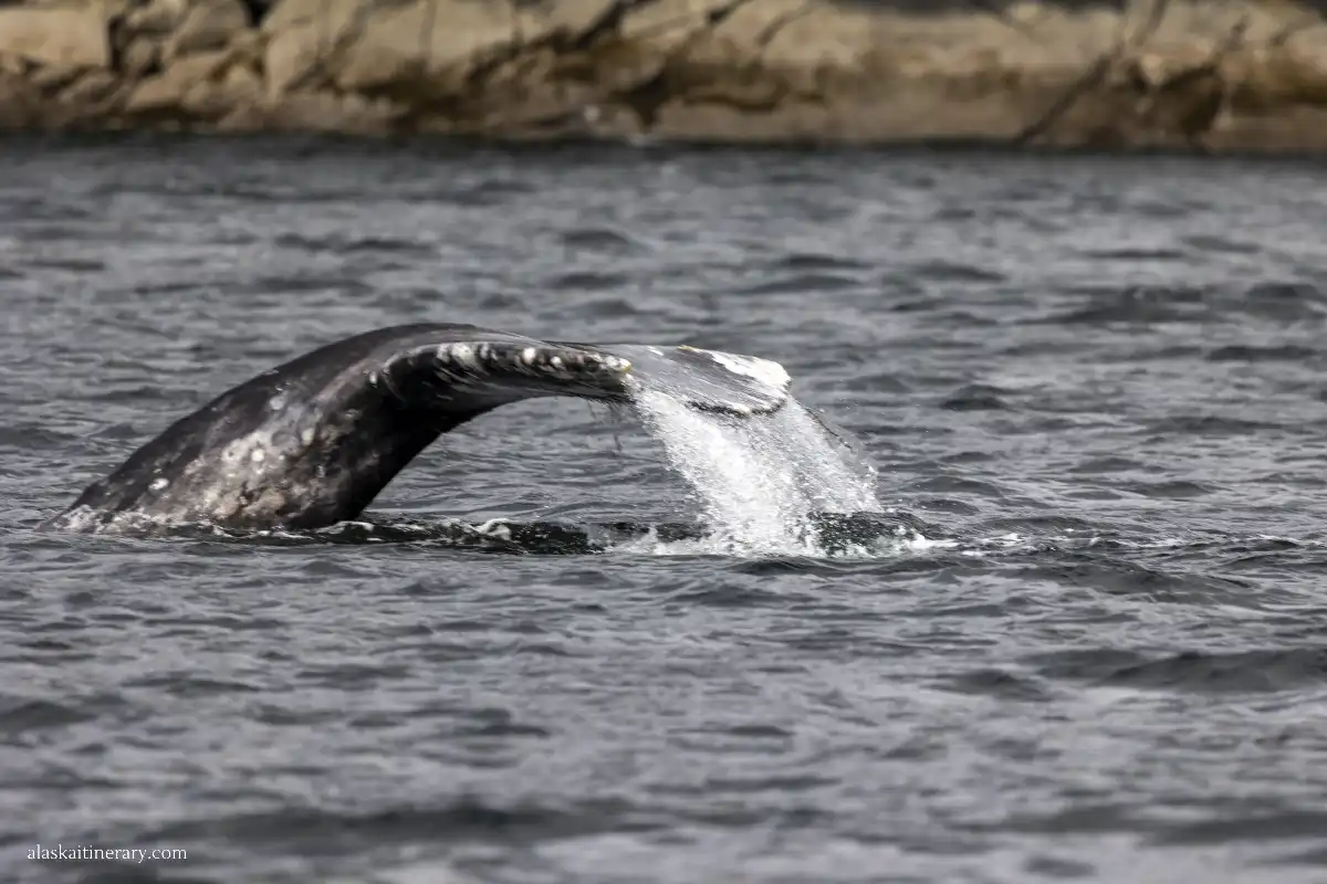 Whale captured during tour in Sitka.