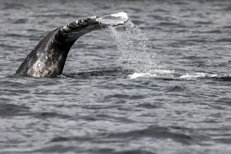 Whale Watching in Sitka: Our Tour Review + Planning Tips