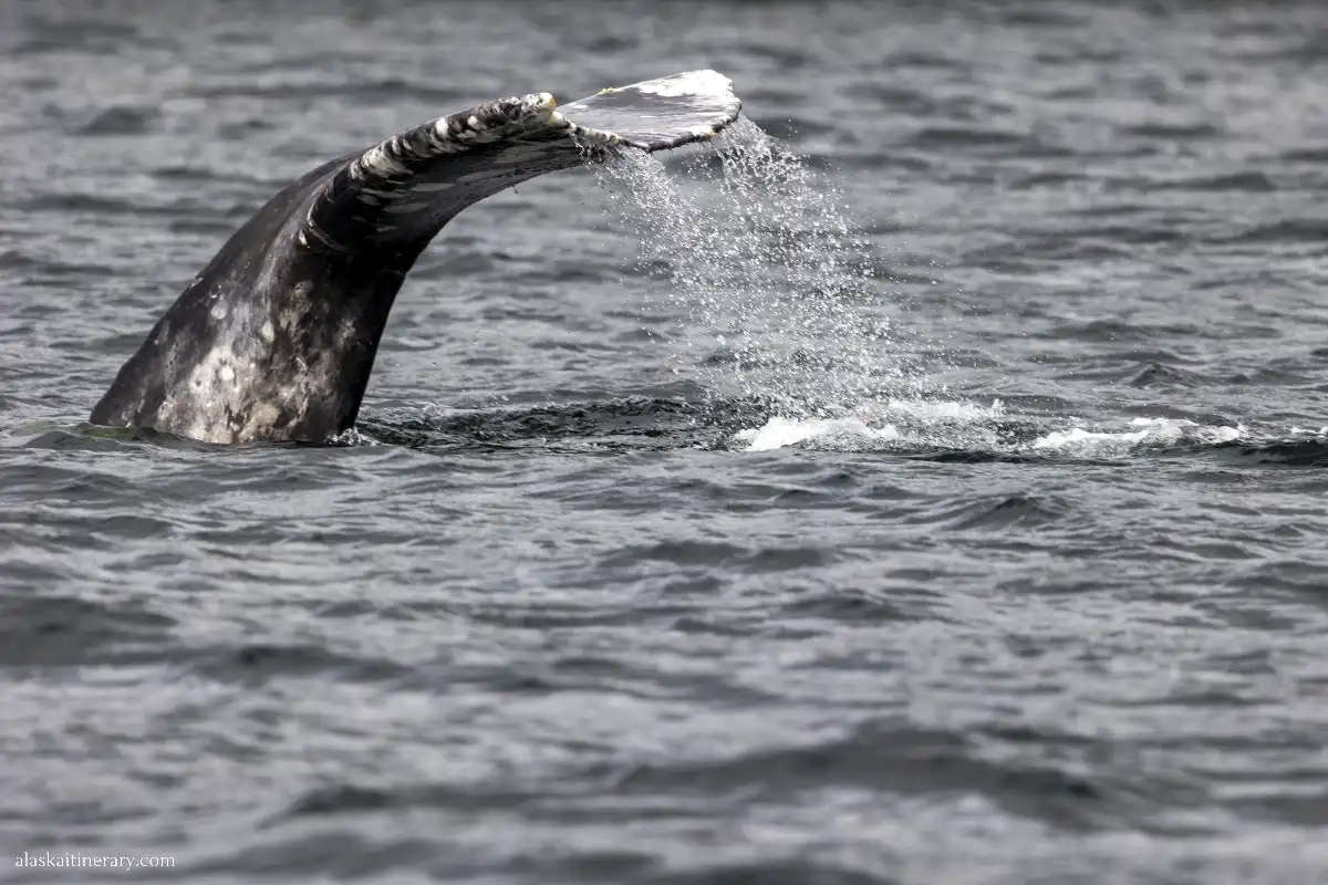 Whale watching in Sitka, Alaska.