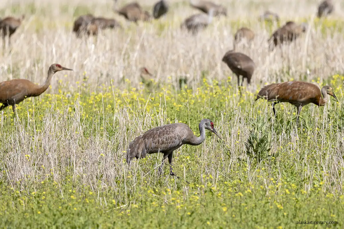 Sandhill cranes at Creamers Field Migratory Waterfowl Refuge.