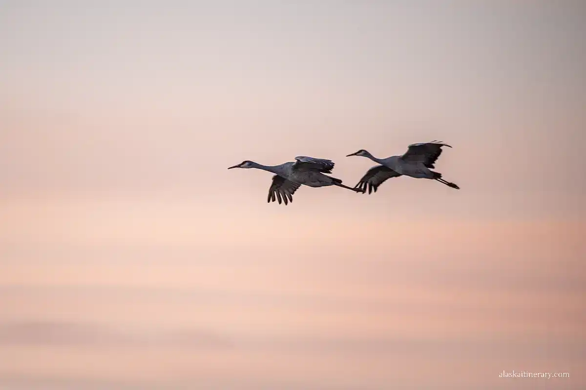 Sandhill cranes on the sky.