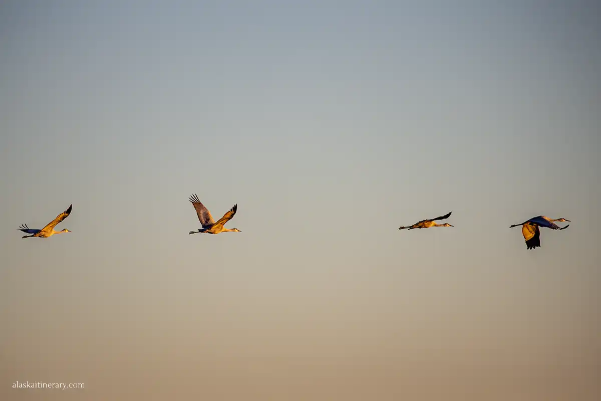 Sandhill cranes in Alaska on the sky.