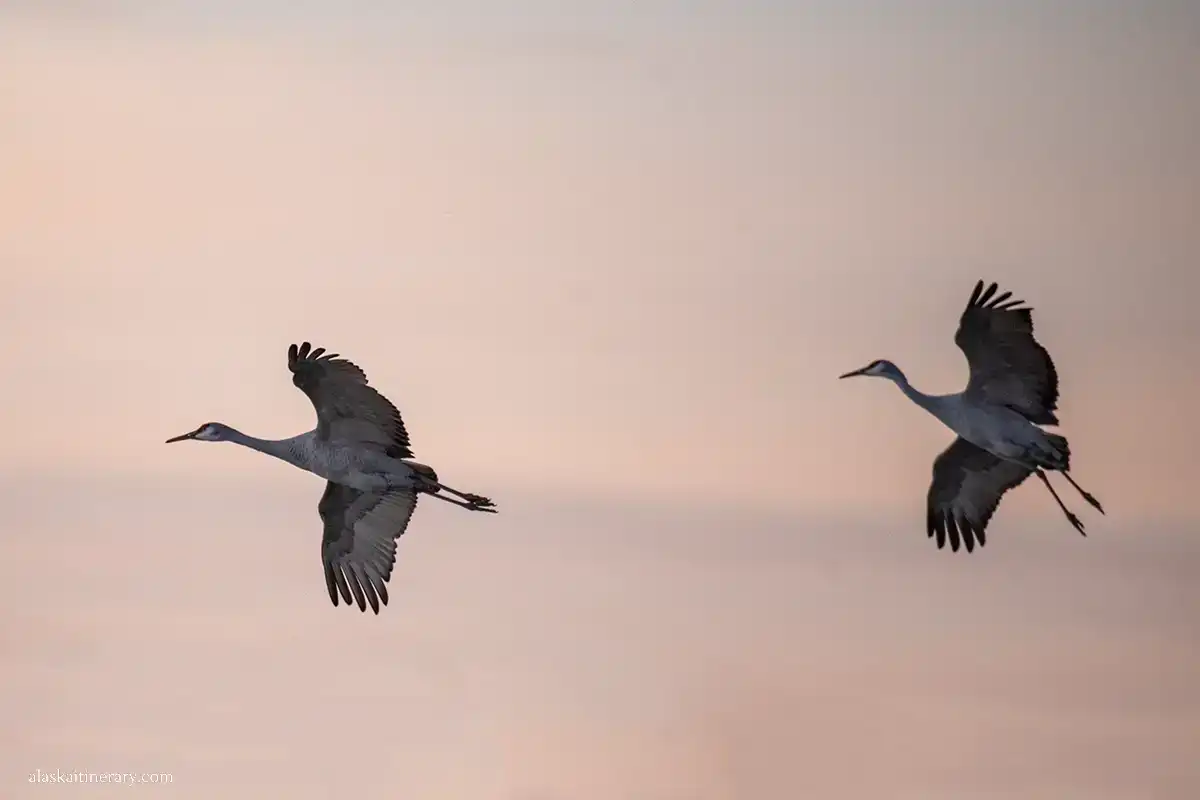 Sandhill cranes on the sky.