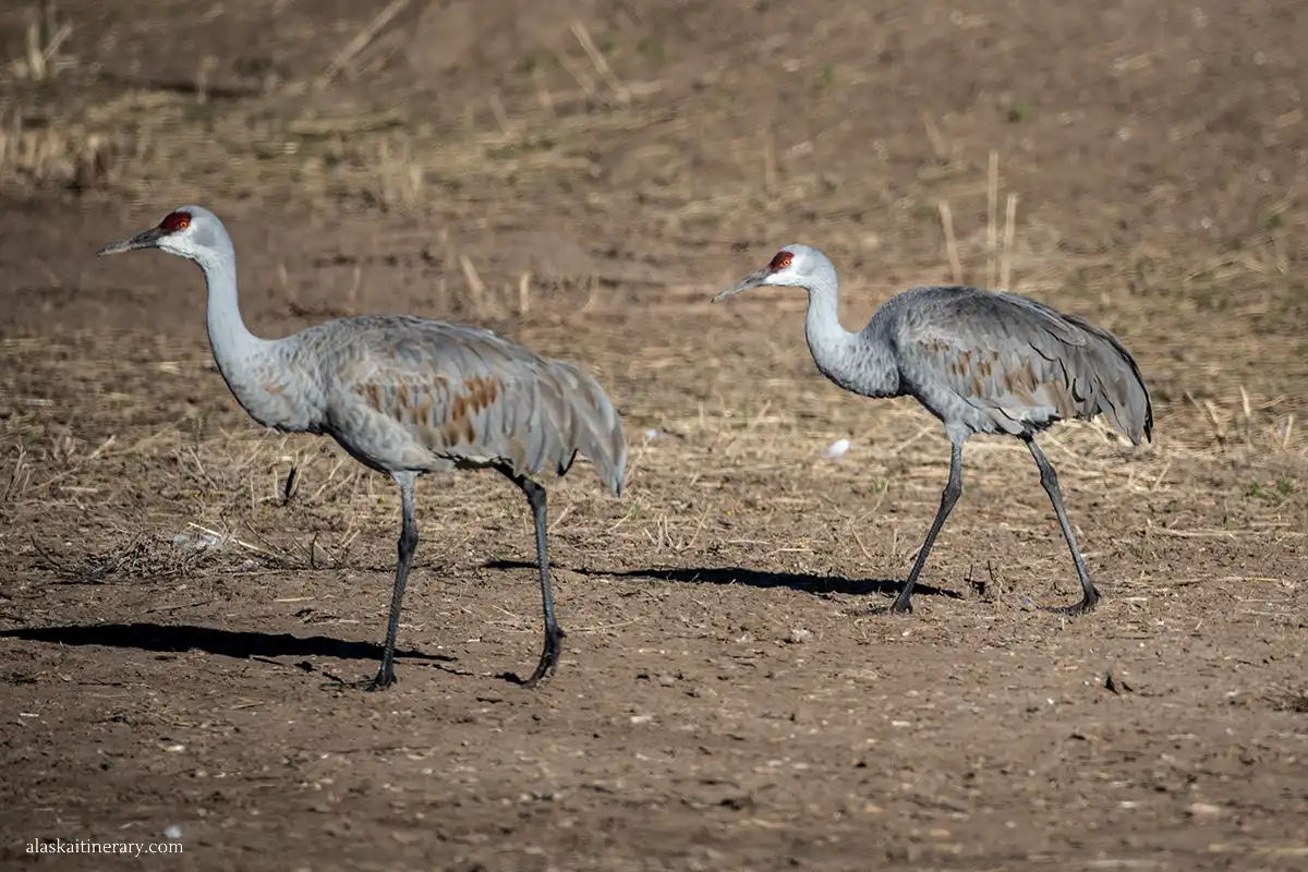 Sandhill cranes during Tanana Valley Sandhill Crane Festival in Fairbanks.