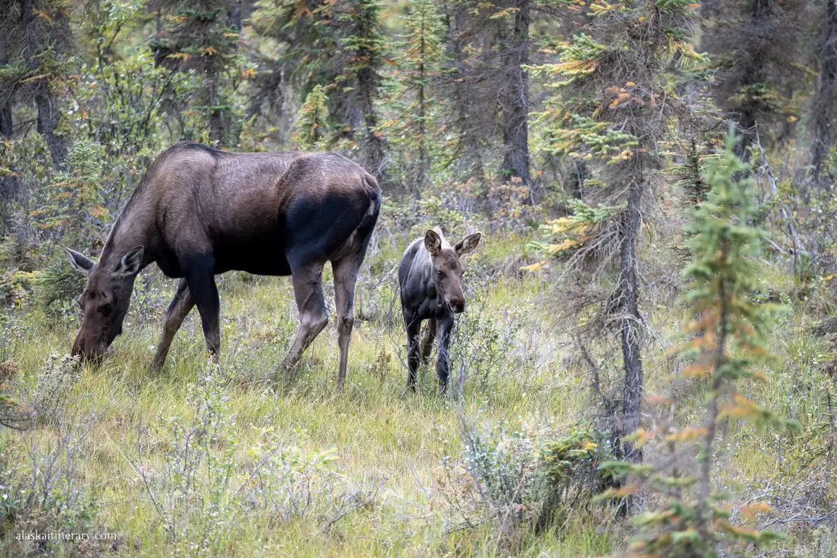 Moose near Teklanika River in Denali.
