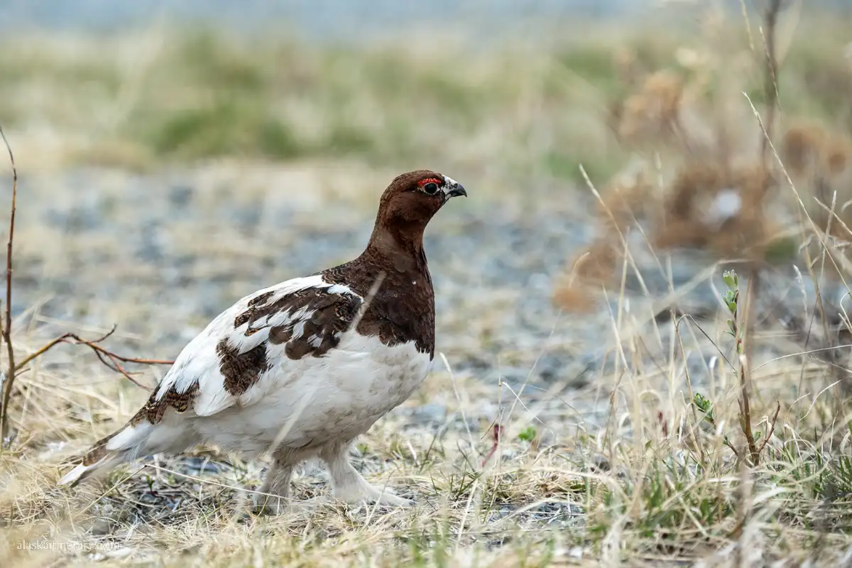 Willow ptarmigan - Alaska's state bird.