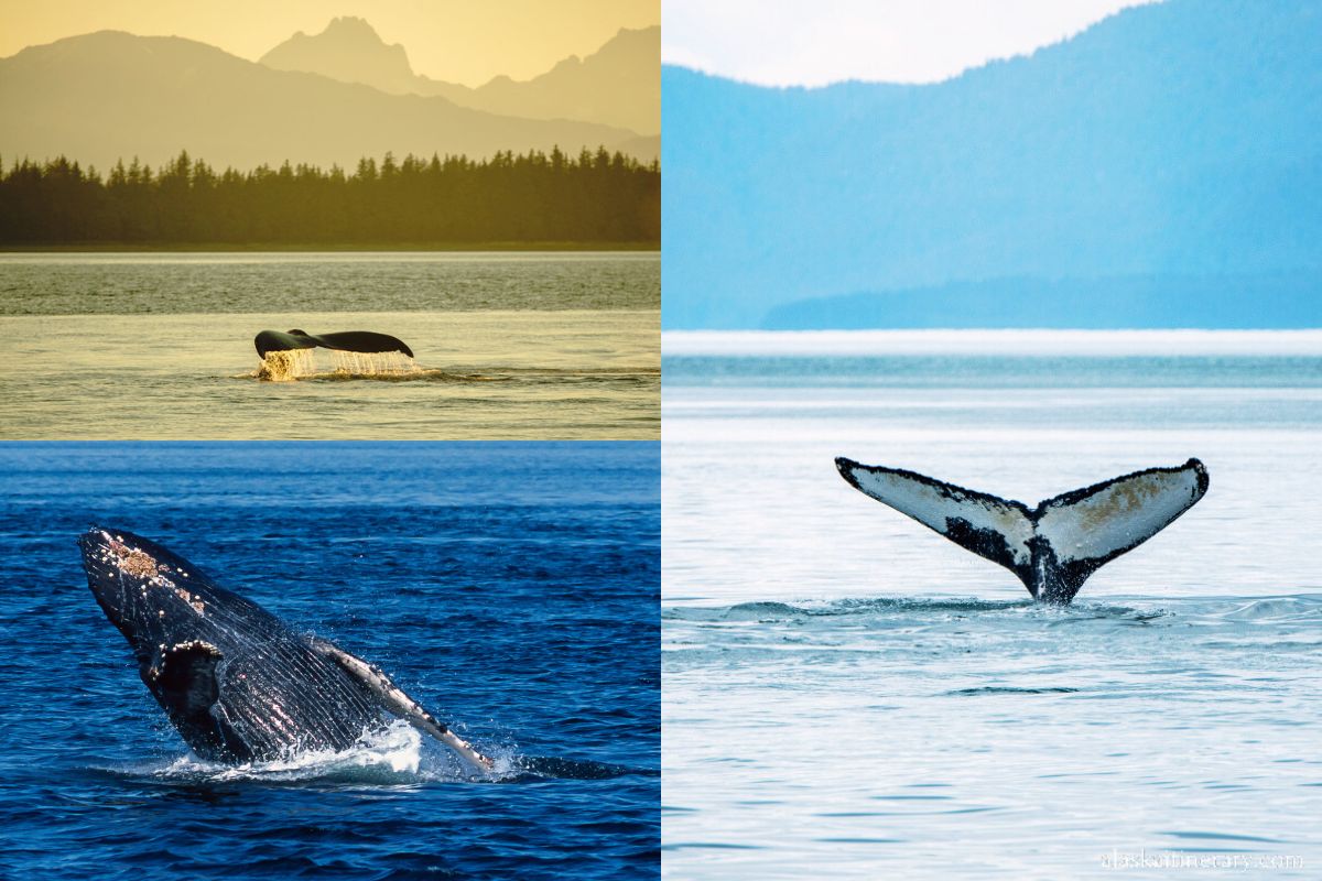 Whale watching during Alaska cruise.