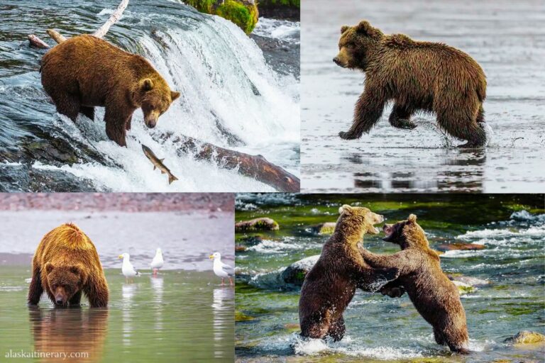 Best Alaska Bear Viewing Tours – Our Top Picks Based on Firsthand Experience