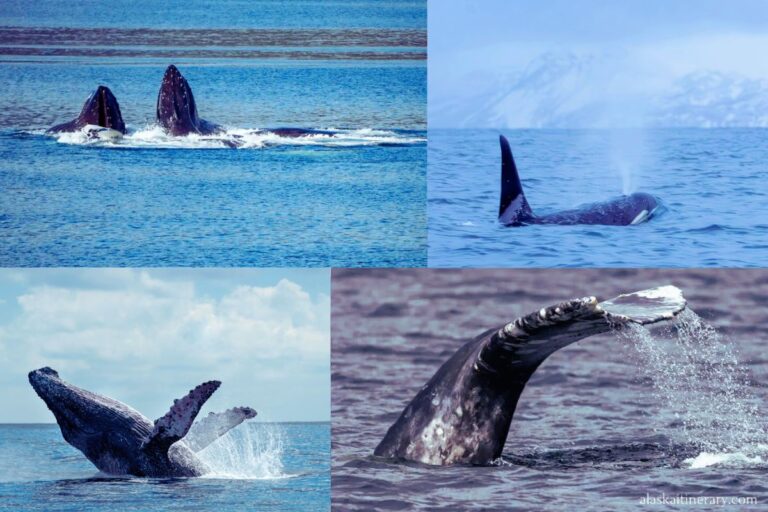 Best Alaska Whale Watching Tours: Our First-Hand Picks by Region