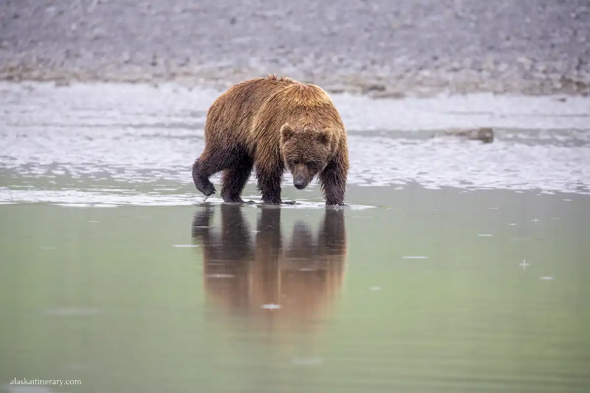 Brown bear in Alaska.