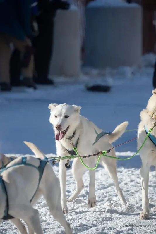 Fur Rondy in Anchorage: Best Events, History, and Visitor Tips
