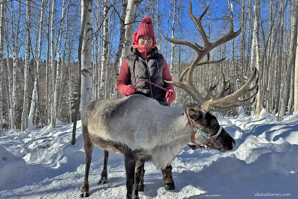Agnes Stabinska, the author, during walk with reindeer tour in Alaska in winter.