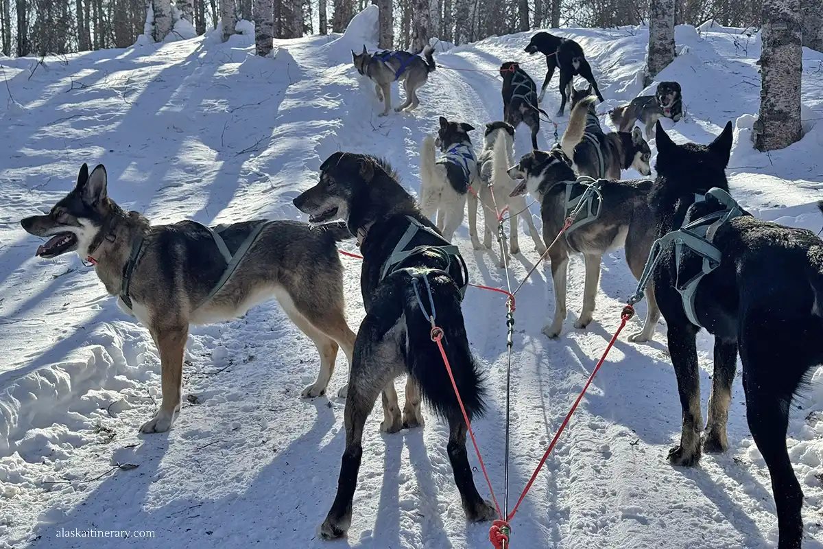 Dog sledding tour in winter.