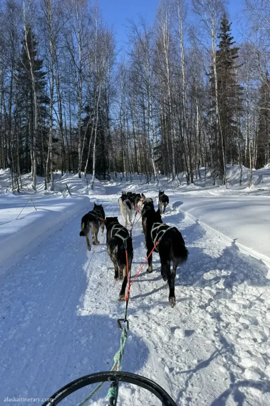 Dog sledding tour in winter scenery.