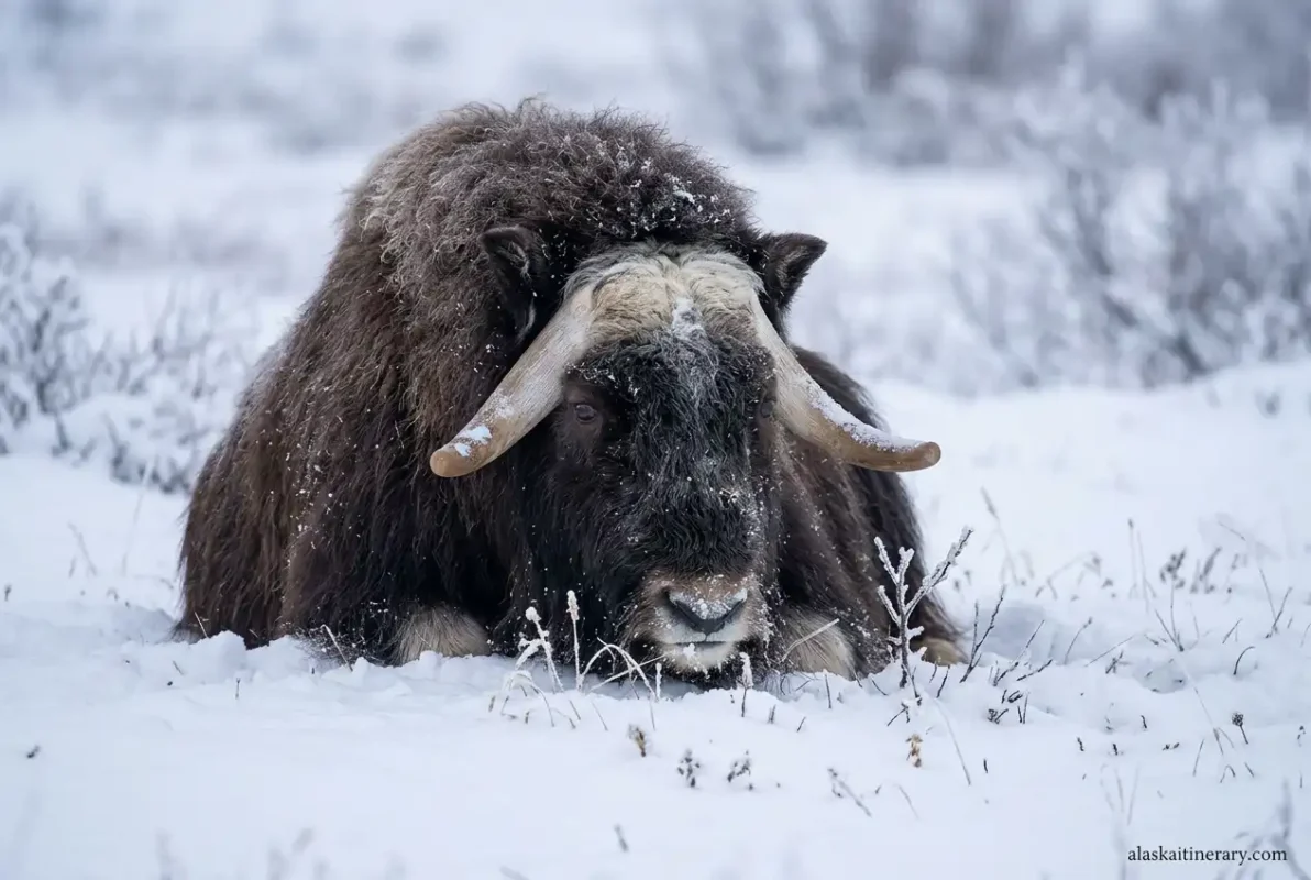 Musk oxen in winter.