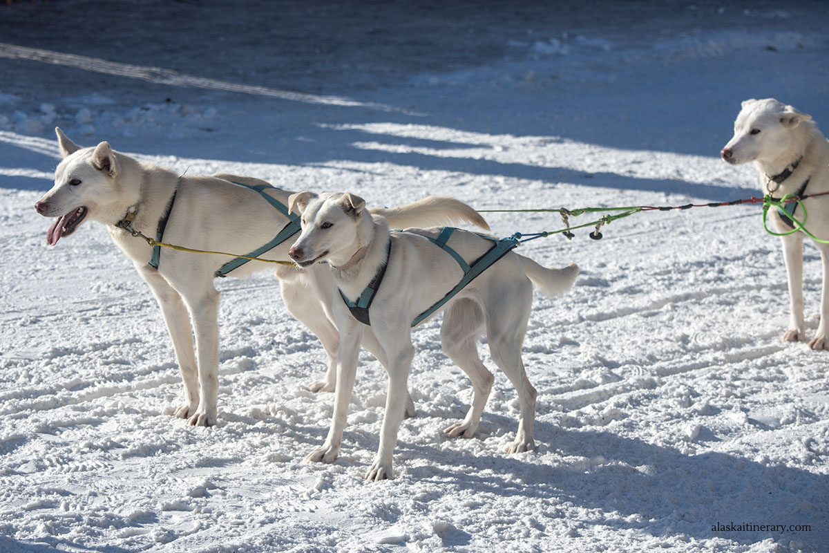 Dog kennel in winter.