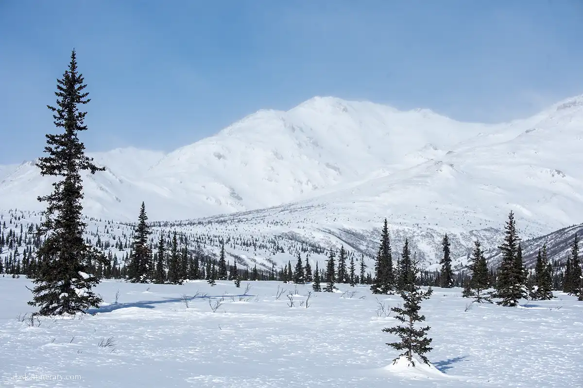 Winter landscape in Denali.