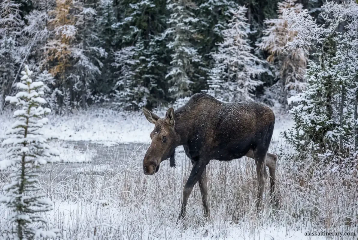 Moose in winter in Denali national park.