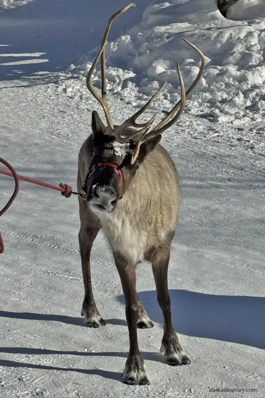 Meet and greet reindeer tour in Fairbanks in winter.