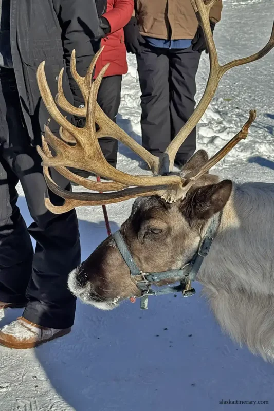 Meet and greet reindeer tour in Fairbanks.