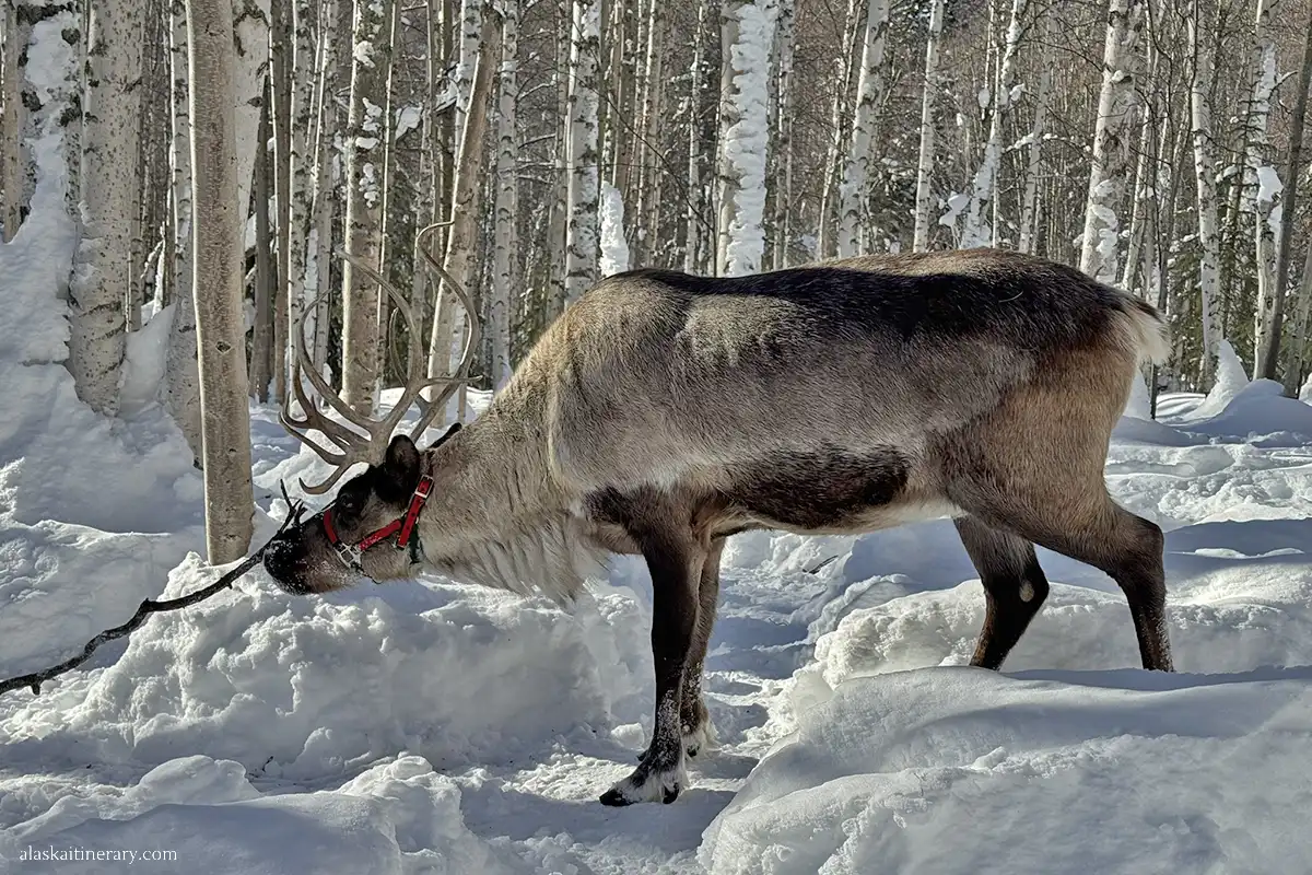 Reindeer walk in winter in Faribanks.
