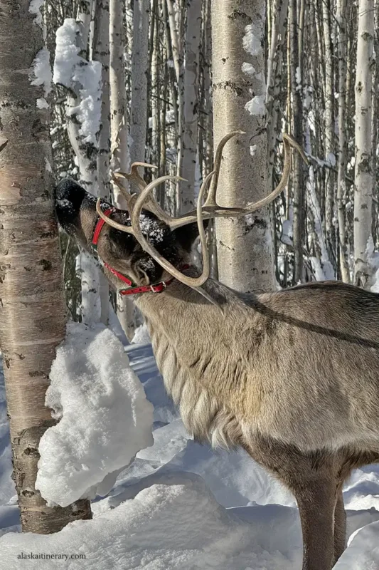 Reindeer tour in Fairbanks in winter.