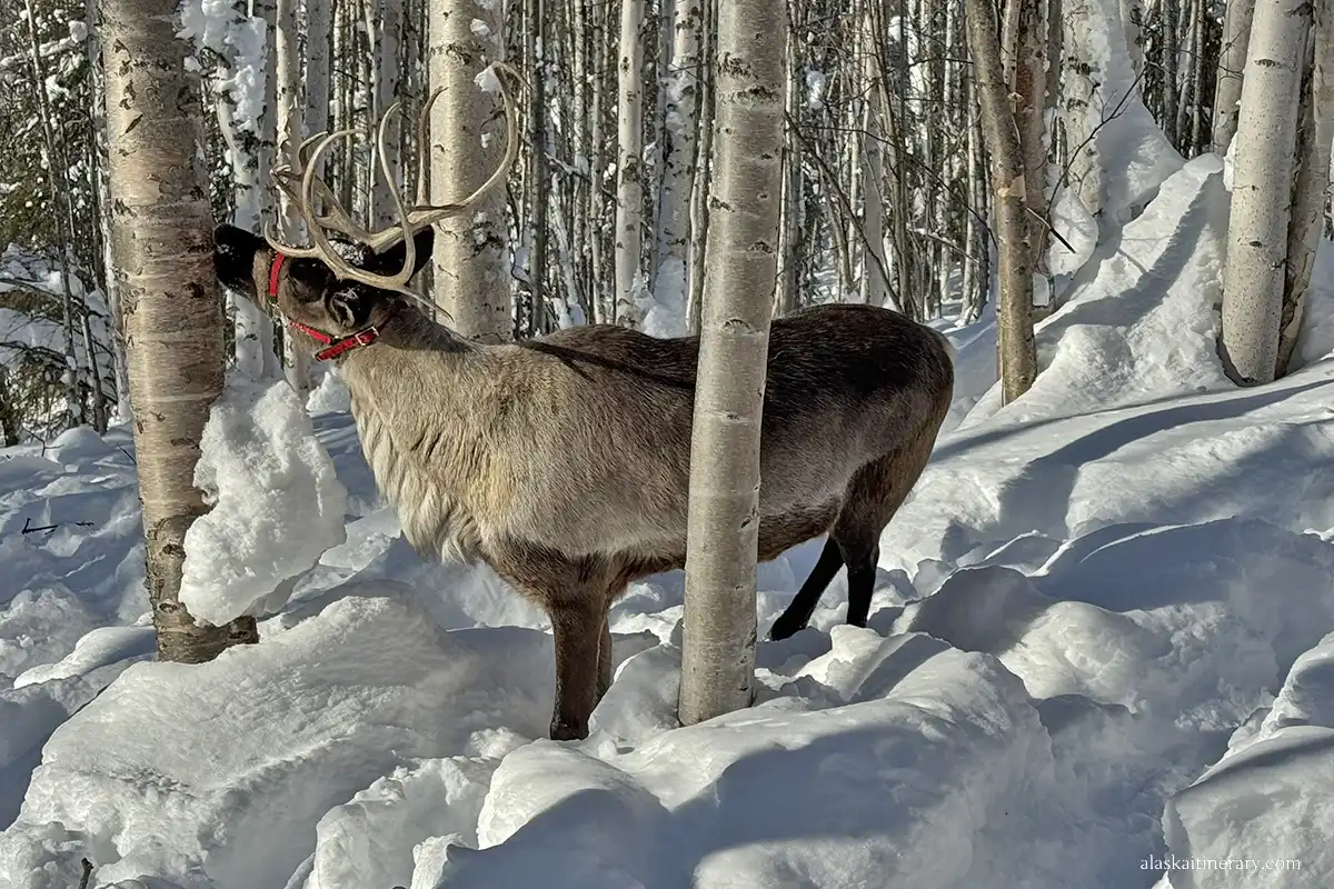 Reindeer in snow during reindeer tour operated by Running Reindeer Ranch in Fairbanks.