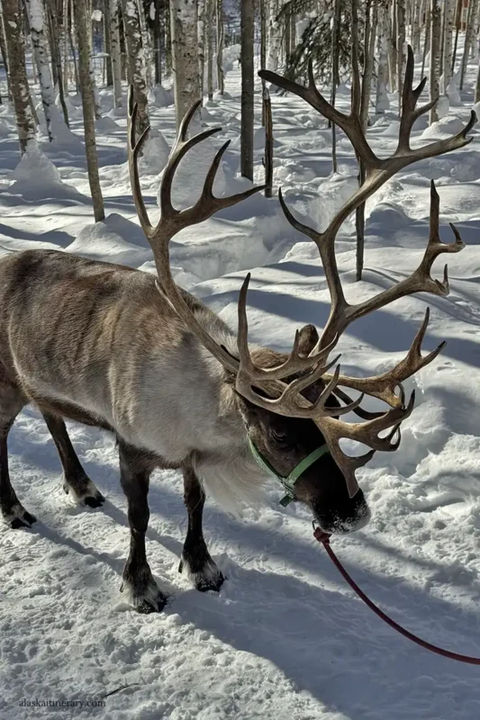 Reindeer in snow in Fairbanks.